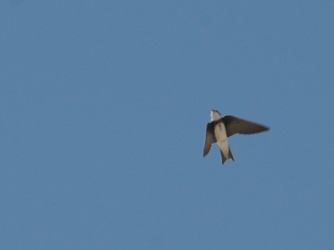 Bank Swallow - Bruce Mast