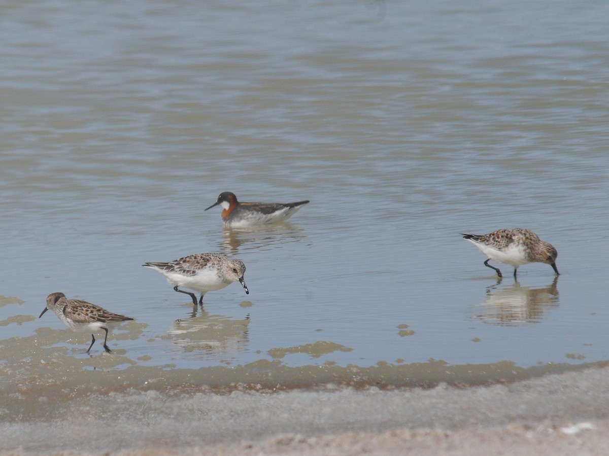 Bécasseau sanderling - ML261056021