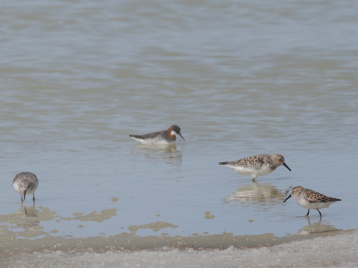 beringsnipe - ML261056381