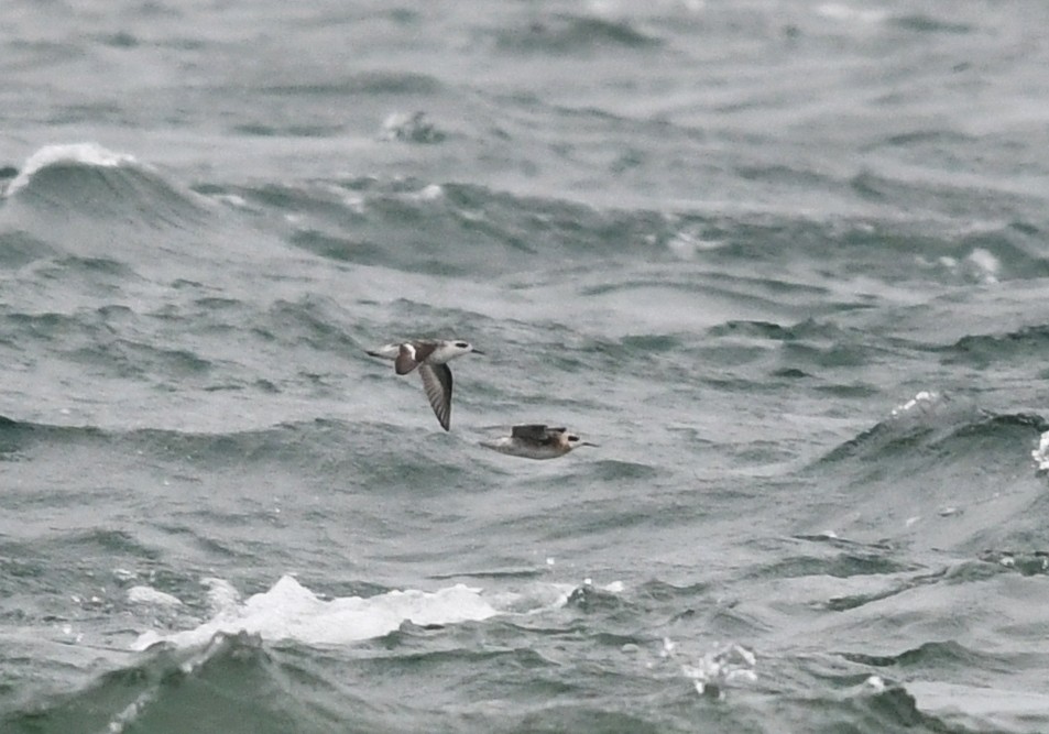 Red-necked Phalarope - Joshua van der Meulen