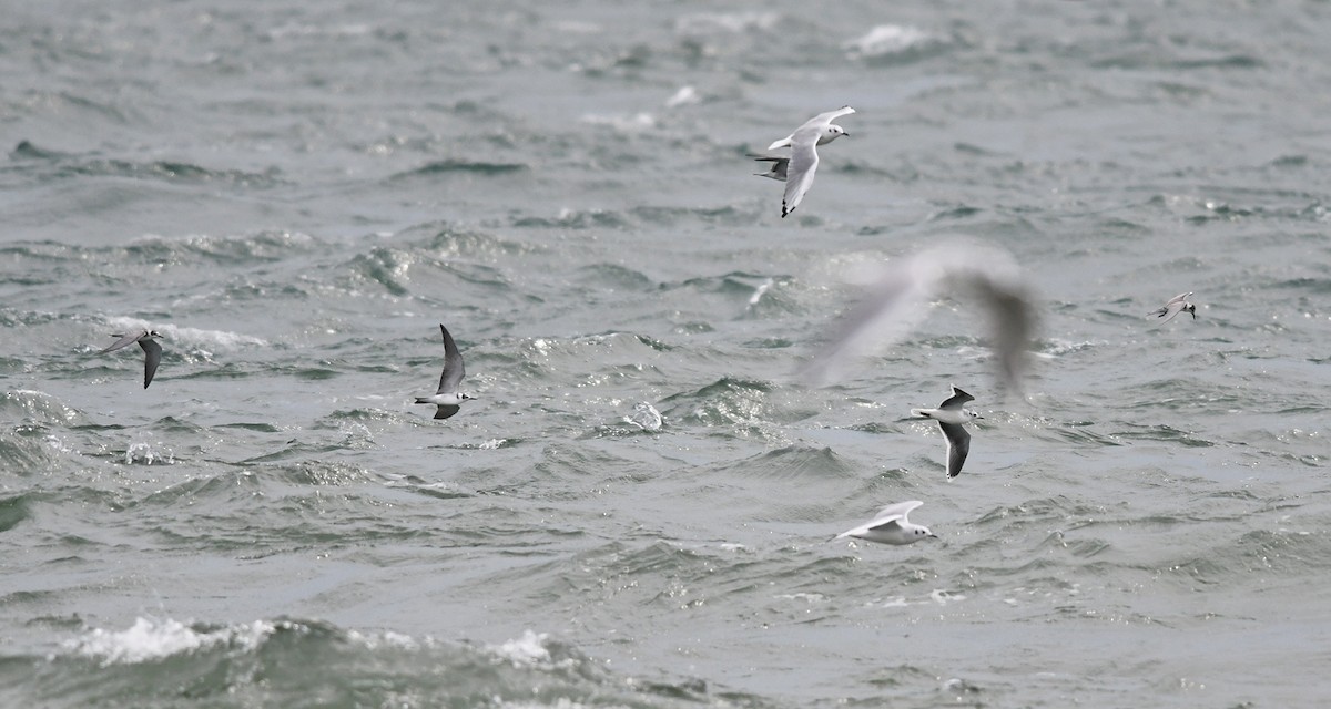 Little Gull - Joshua van der Meulen