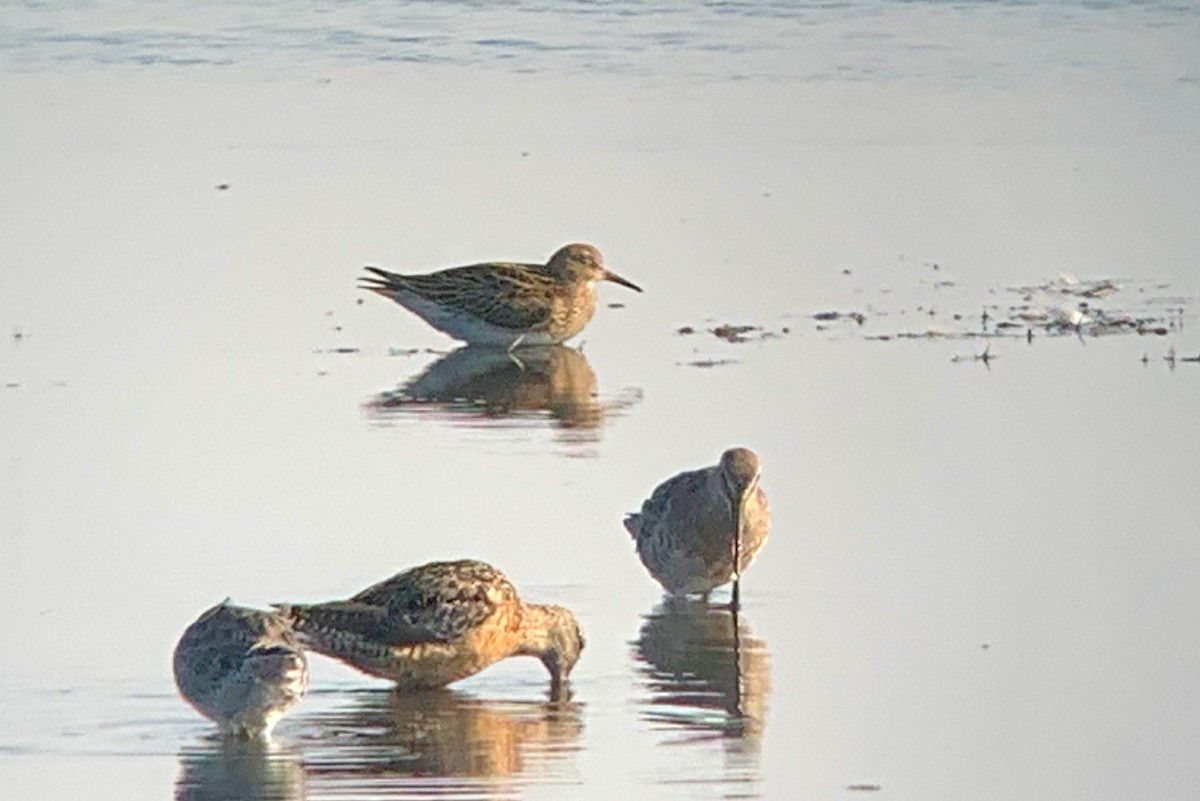 Pectoral Sandpiper - ML261059101