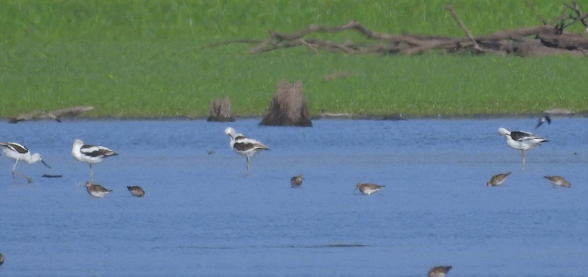 Avoceta Americana - ML261060731