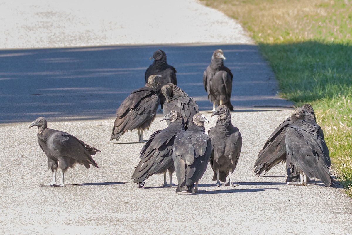 Black Vulture - ML261061441