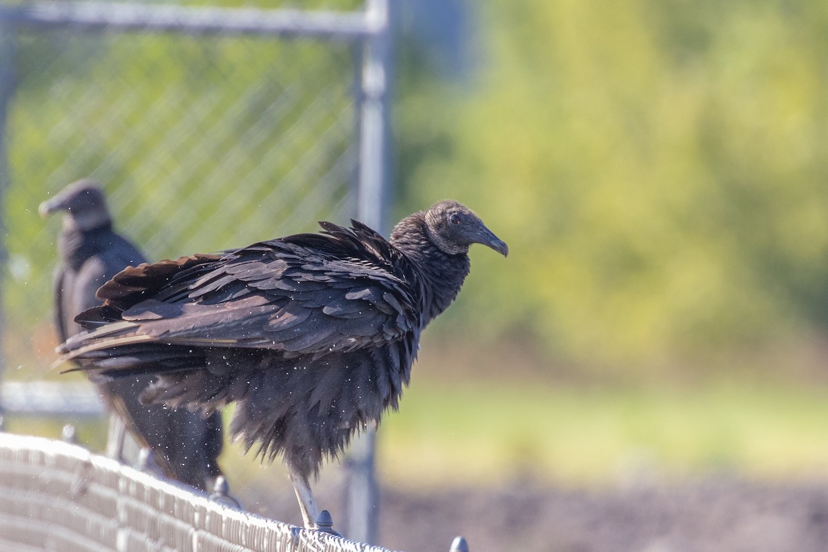 Black Vulture - ML261061451