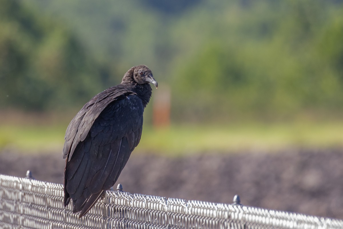 Black Vulture - ML261061481