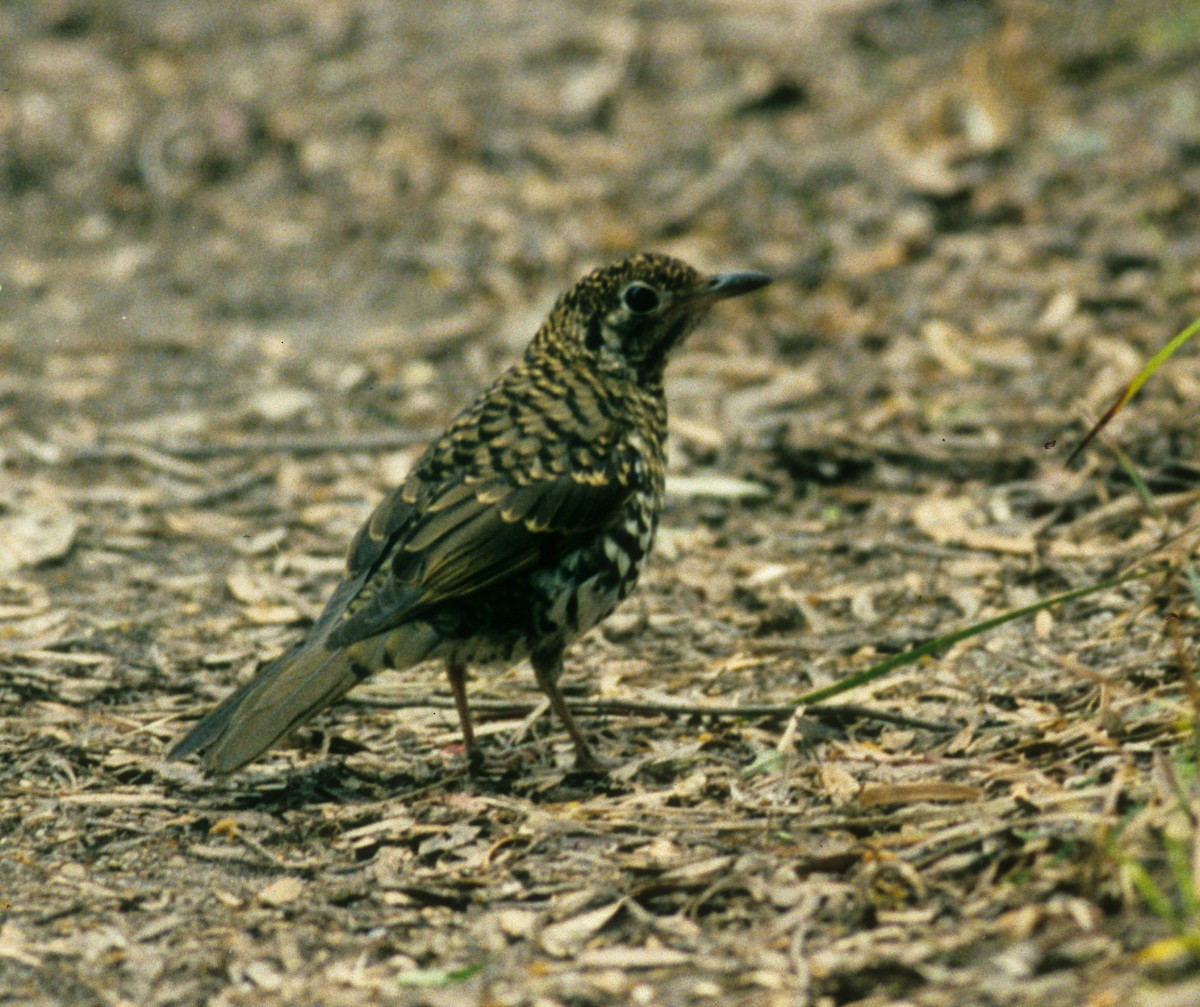 Bassian Thrush - ML261062041