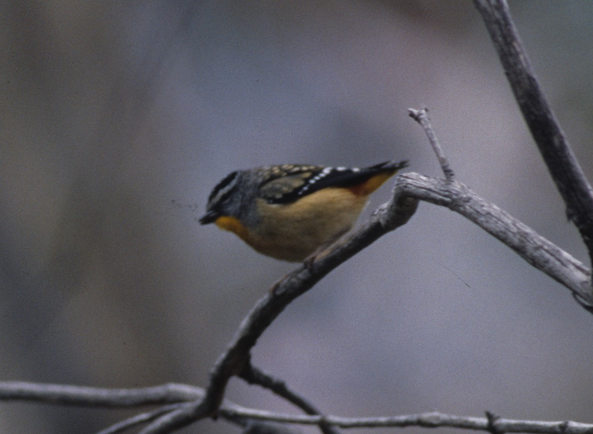 Spotted Pardalote - ML261062161