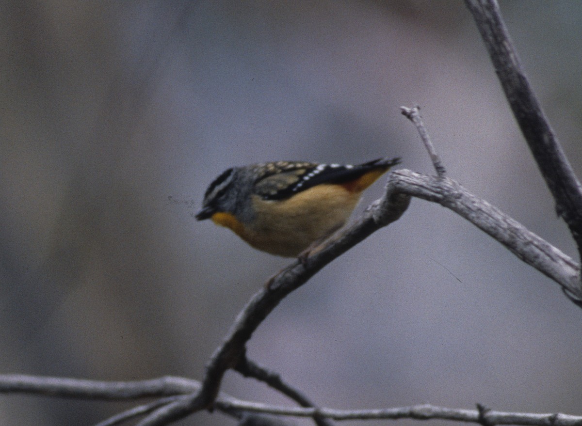 Pardalote pointillé - ML261062161