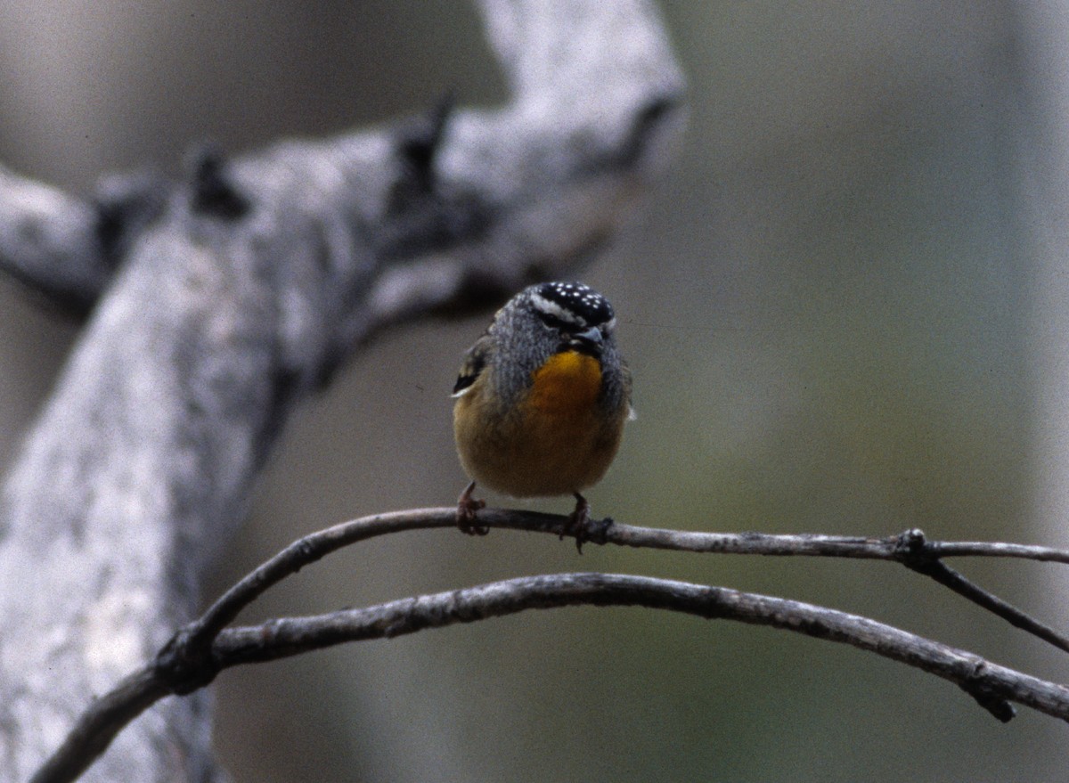 Spotted Pardalote - ML261062191