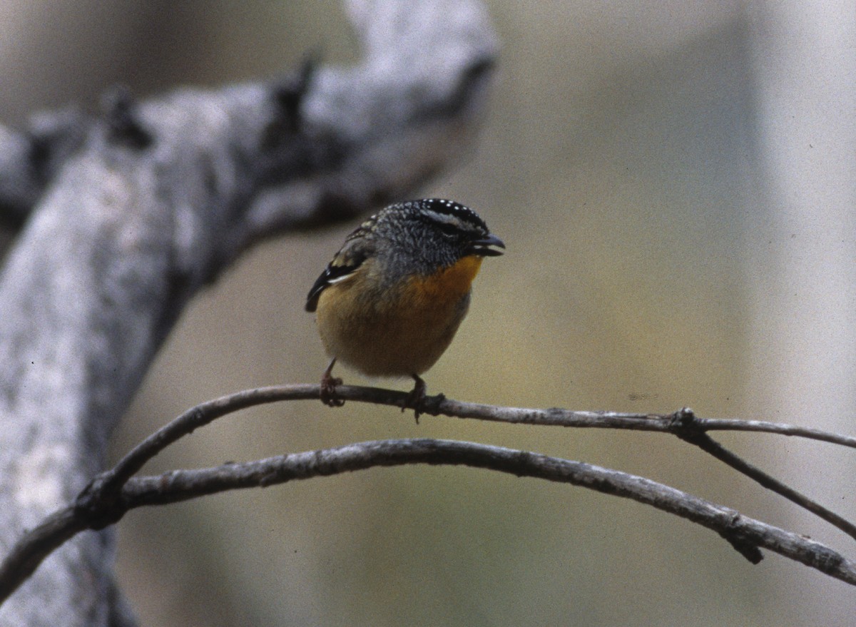 Spotted Pardalote - ML261062221