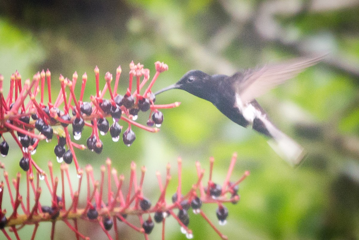 Colibrí Negro - ML261062741