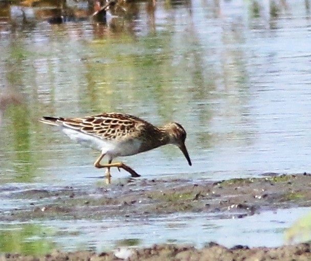 Bécasseau à poitrine cendrée - ML261063061