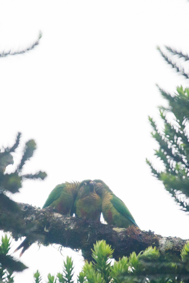 Conure de Vieillot - ML261063391