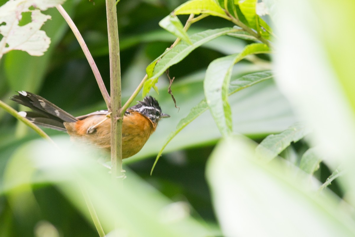 Ferruginous Antbird - vincent bosson