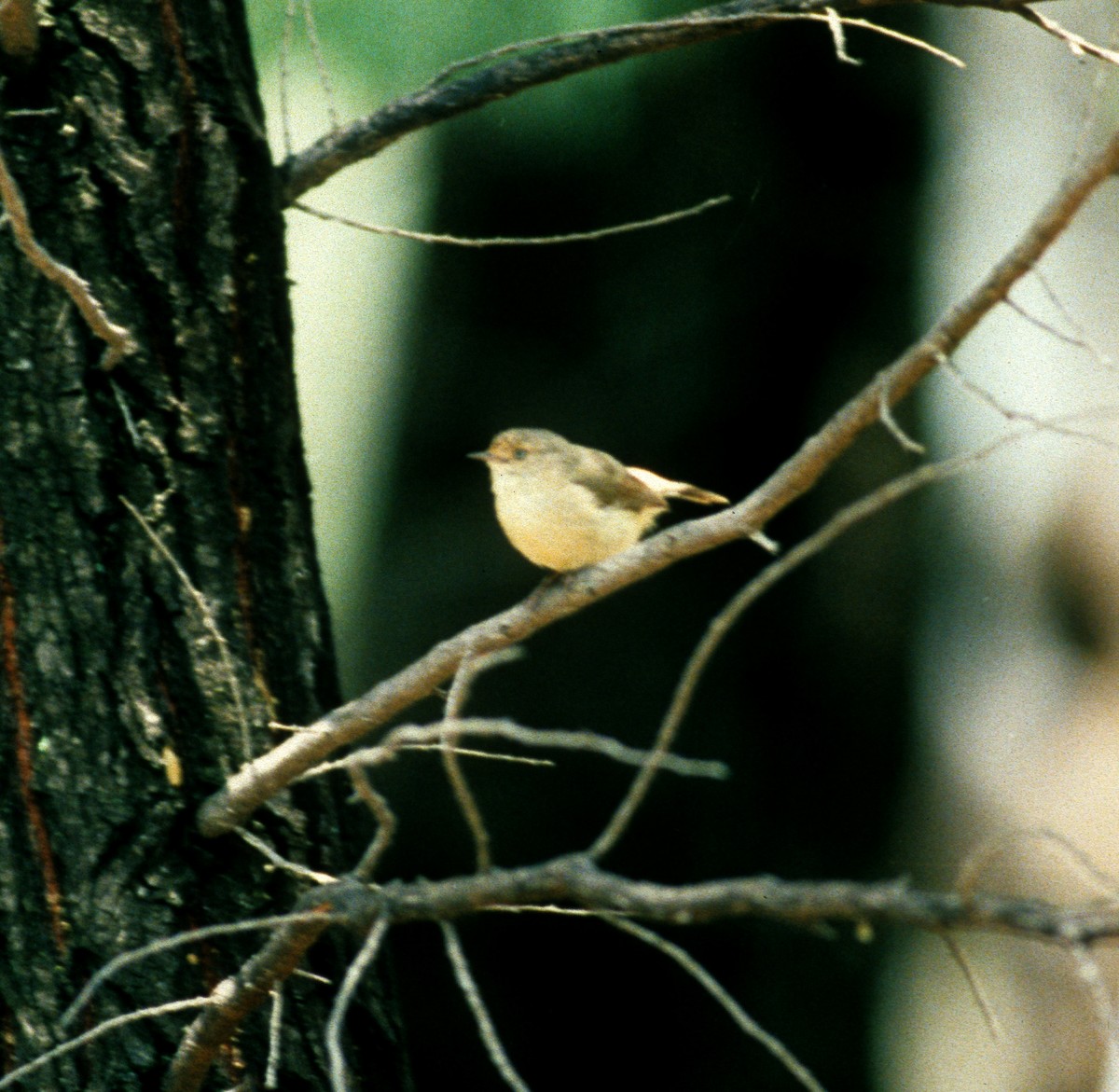 Buff-rumped Thornbill - ML261063811