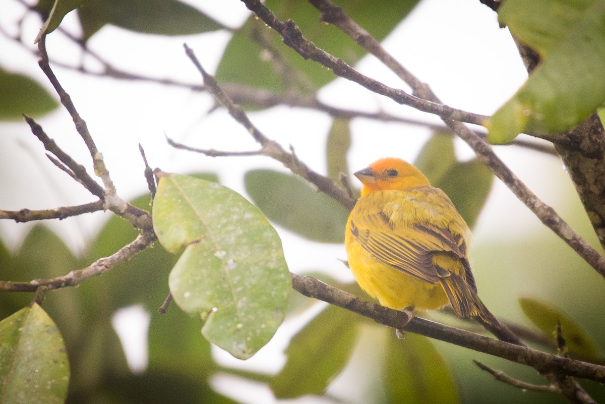 Saffron Finch - vincent bosson