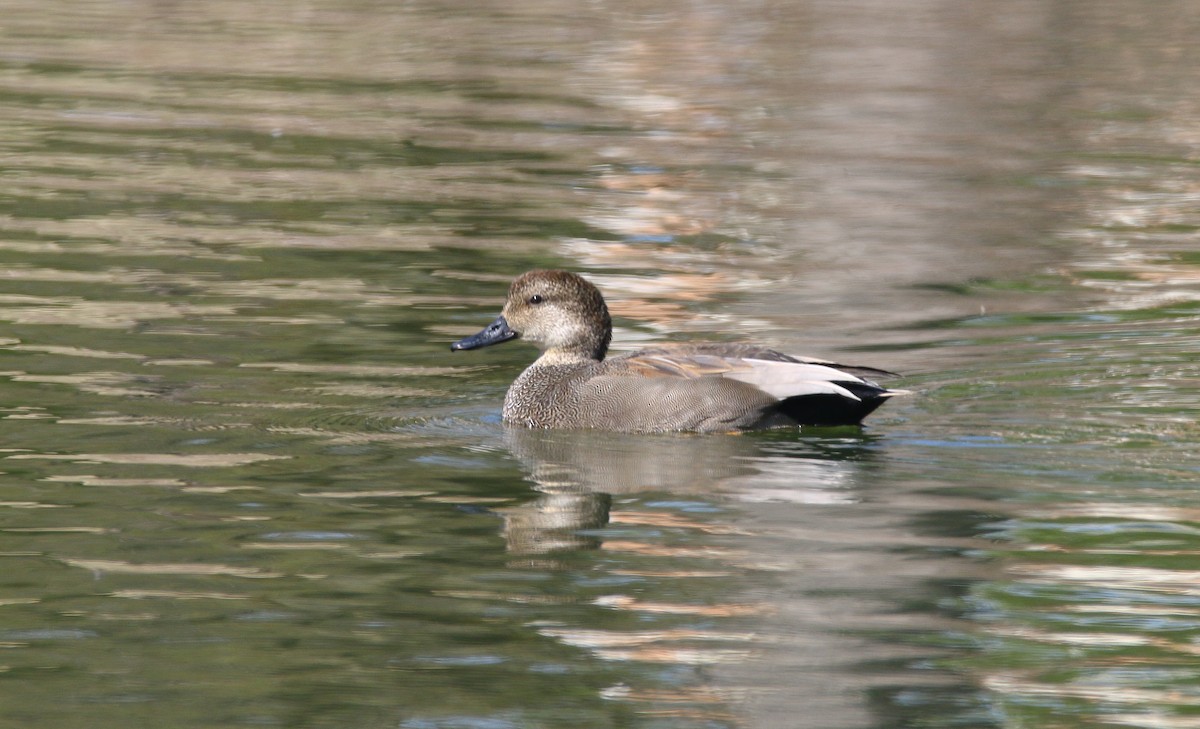 Gadwall - Devin Griffiths