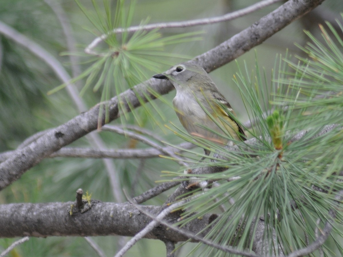 Cassin's Vireo - ML261065971