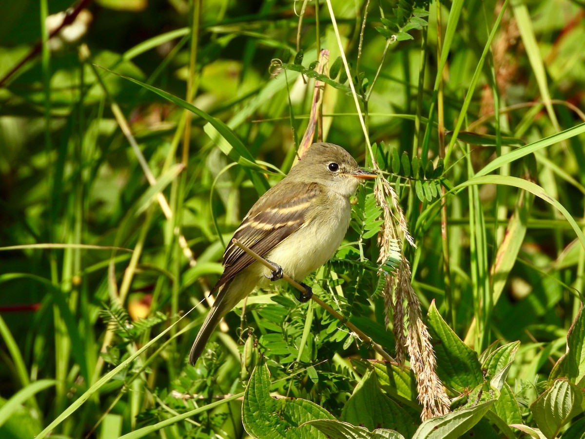 Least Flycatcher - ML261066461