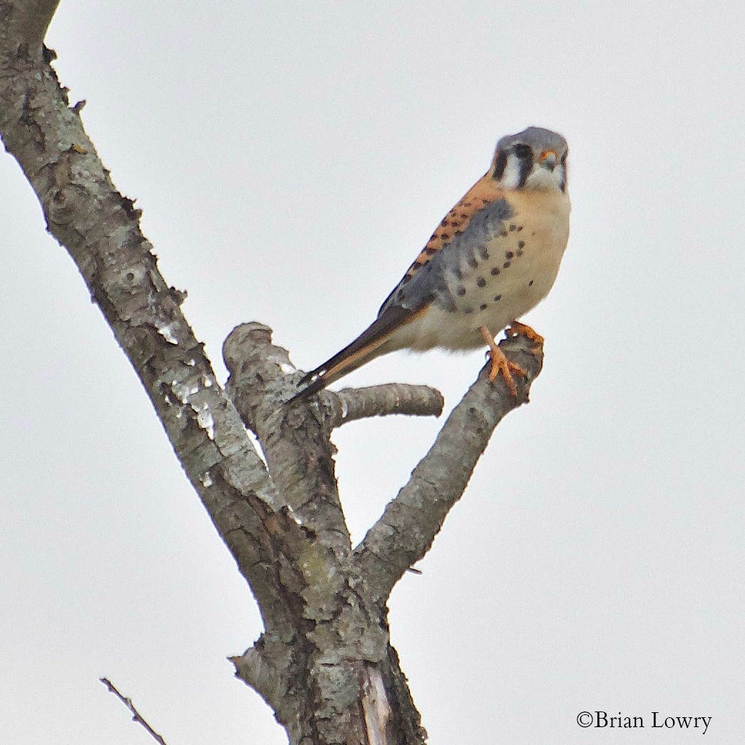 American Kestrel - Brian Lowry