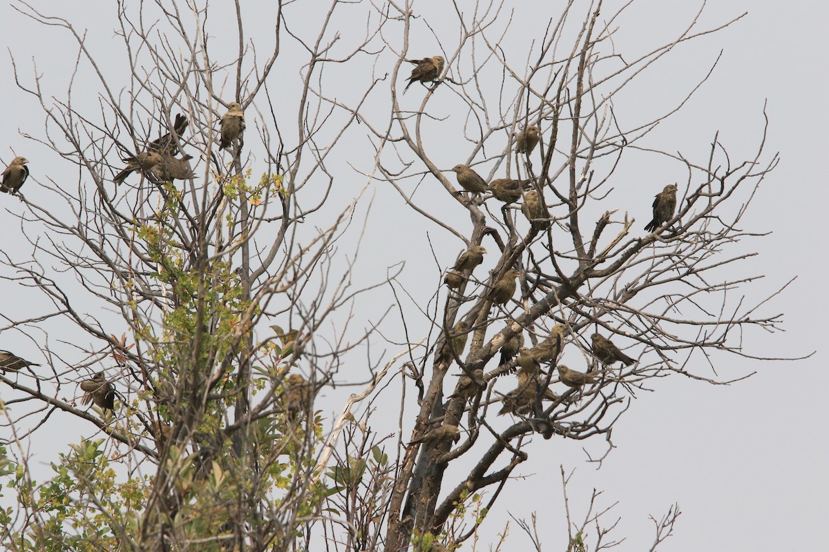 Brown-headed Cowbird - ML261069721