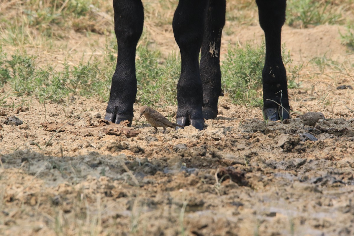Brown-headed Cowbird - ML261070481