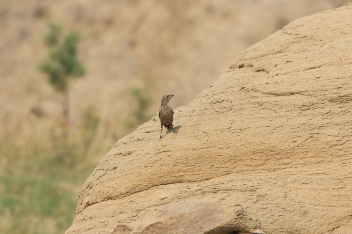 Brown-headed Cowbird - ML261070521