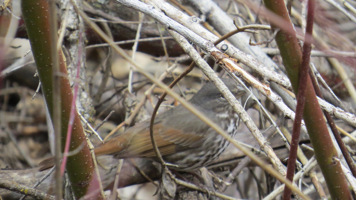 Fox Sparrow (Slate-colored) - ML26107071