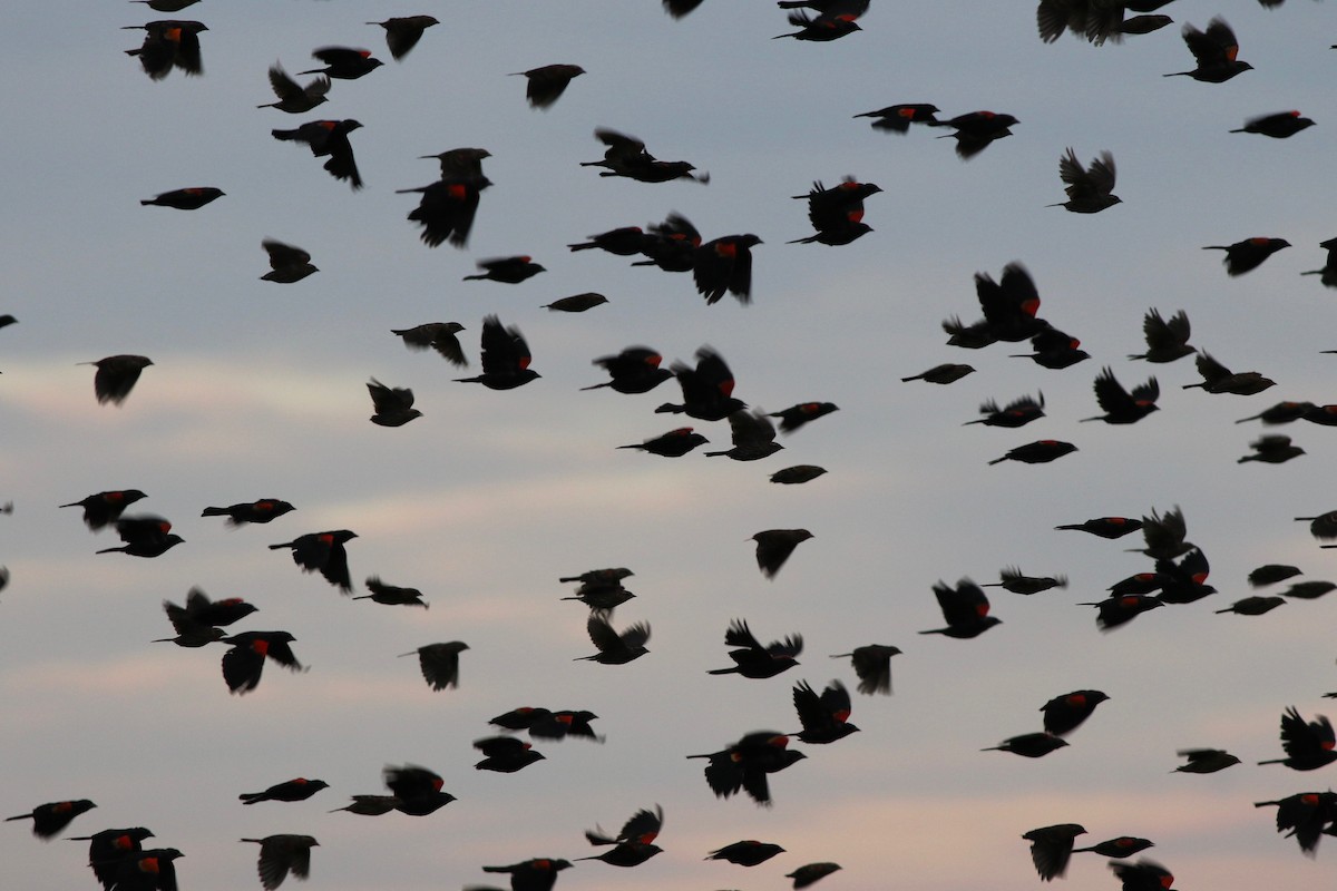 Red-winged Blackbird - ML261071381