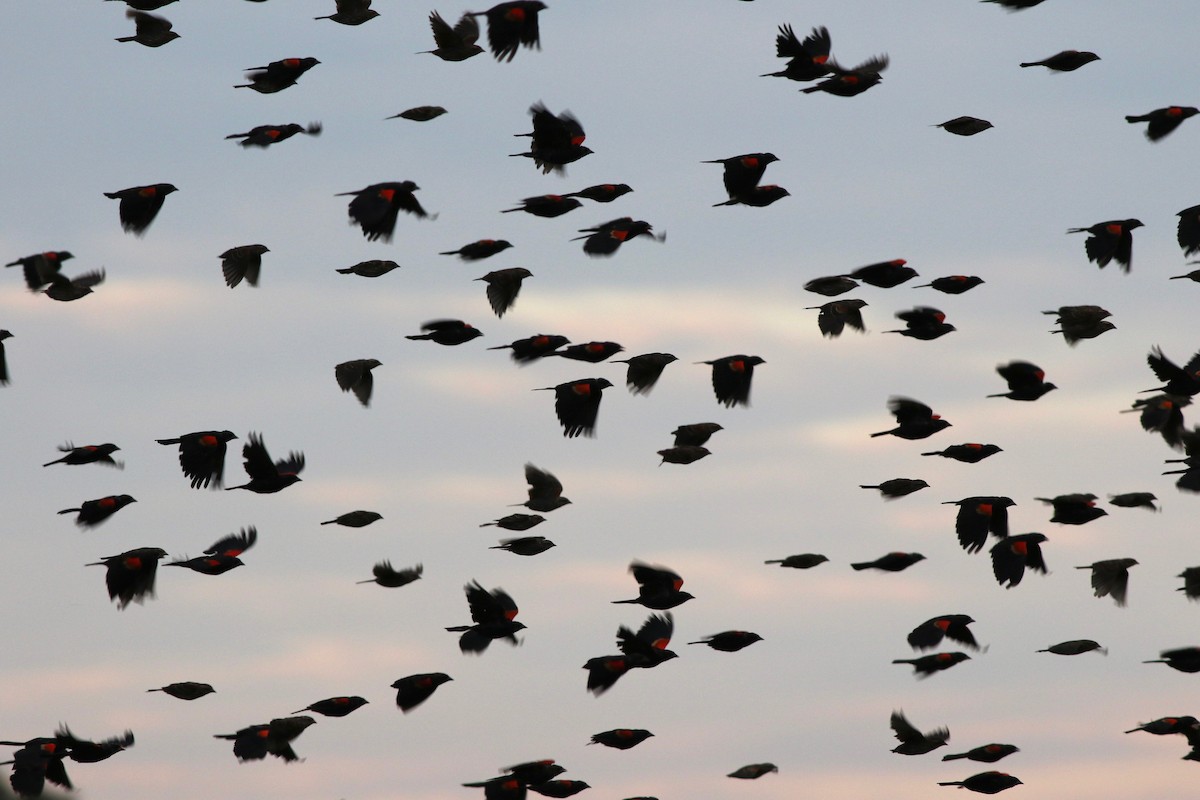 Red-winged Blackbird - Ken Rosenberg