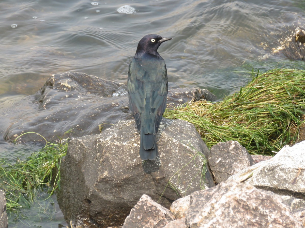 Brewer's Blackbird - ML261071991