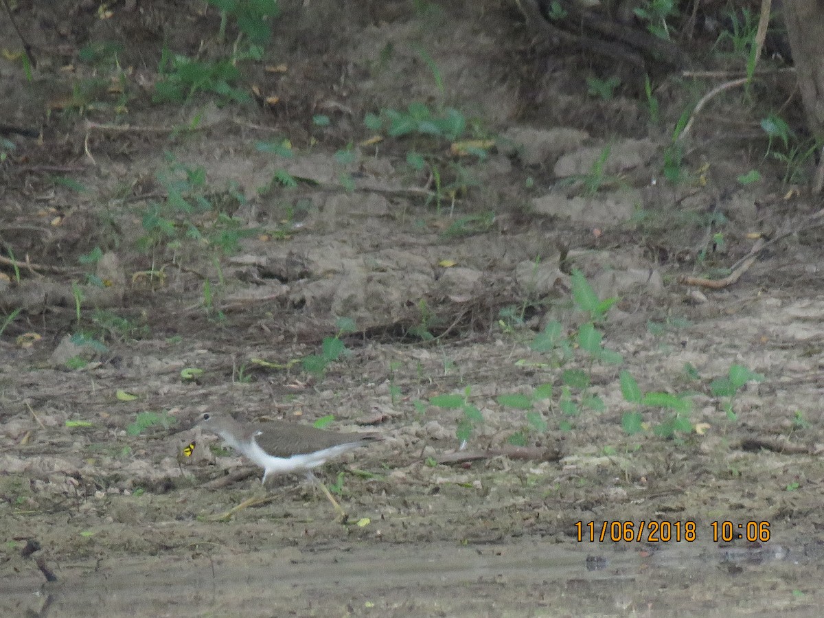 Spotted Sandpiper - ML261072451