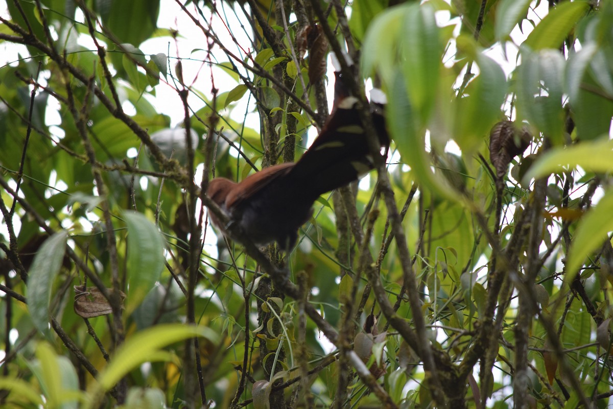 Squirrel Cuckoo - ML26107261