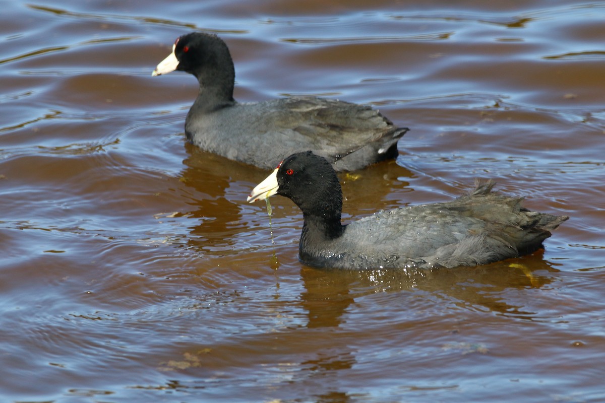 American Coot - ML261073011