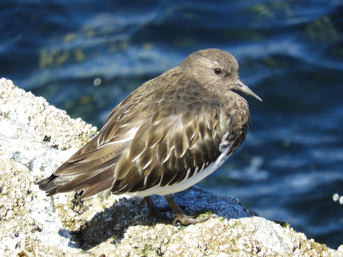 Black Turnstone - Cliff Cordy