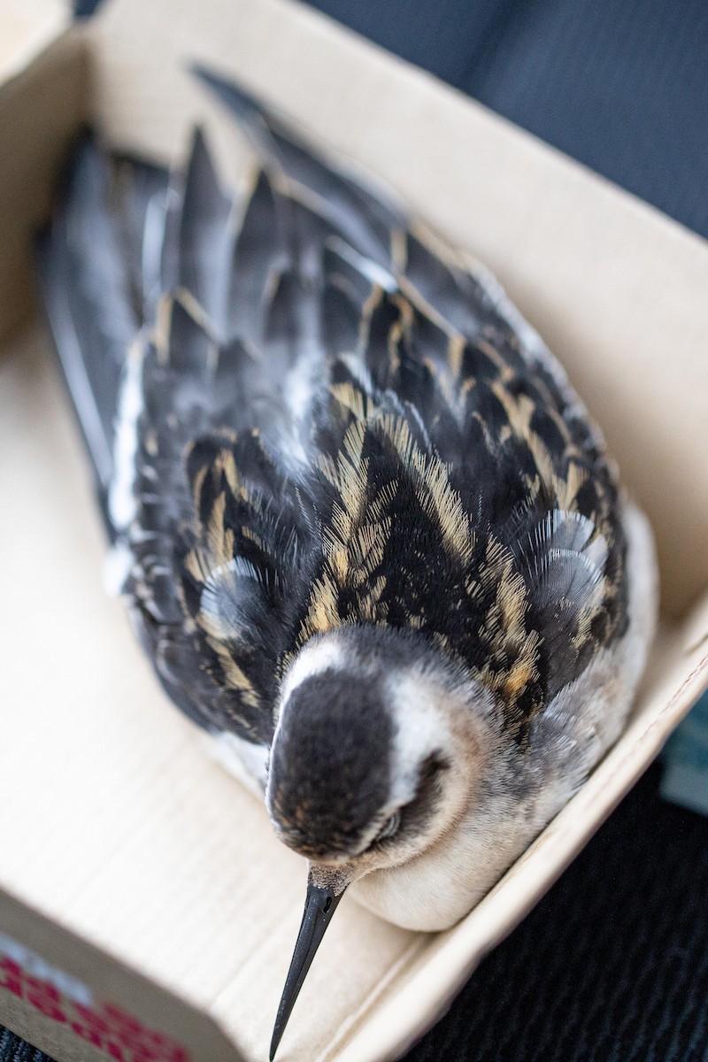 Red-necked Phalarope - ML261075981