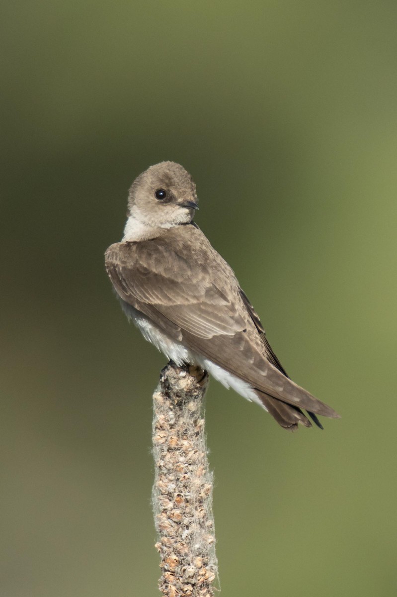 Northern Rough-winged Swallow - Robert Lewis