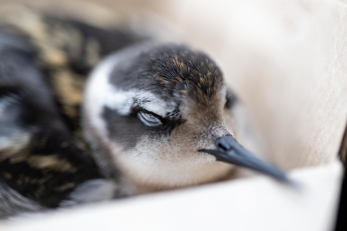 Red-necked Phalarope - ML261076001