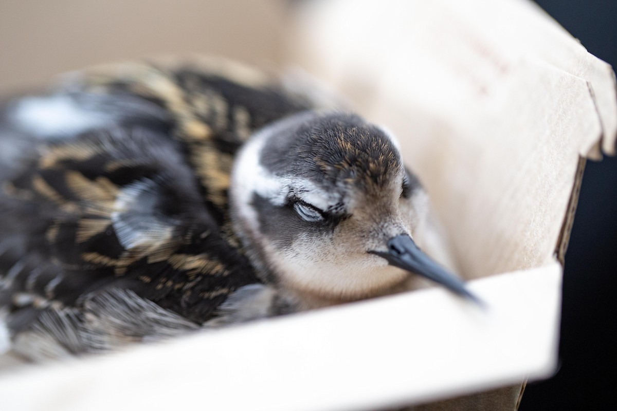 Red-necked Phalarope - ML261076031