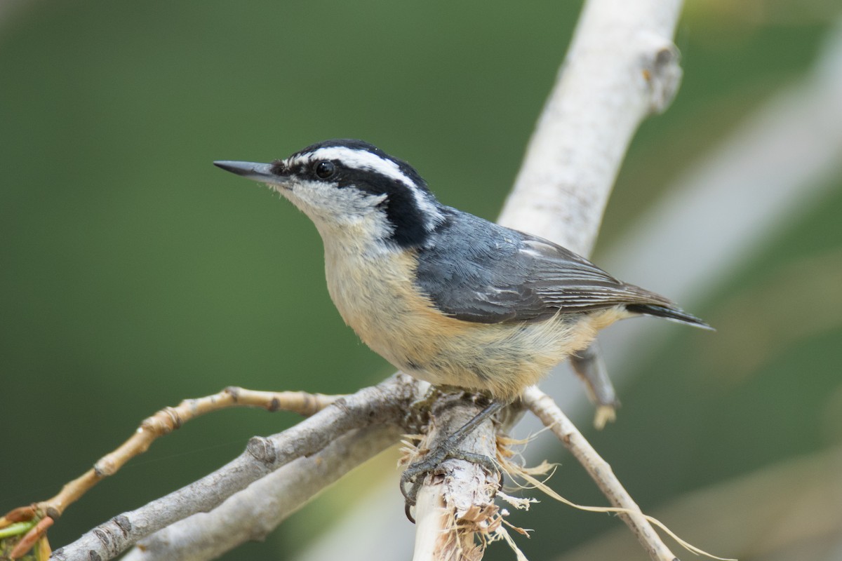 Red-breasted Nuthatch - ML261076571