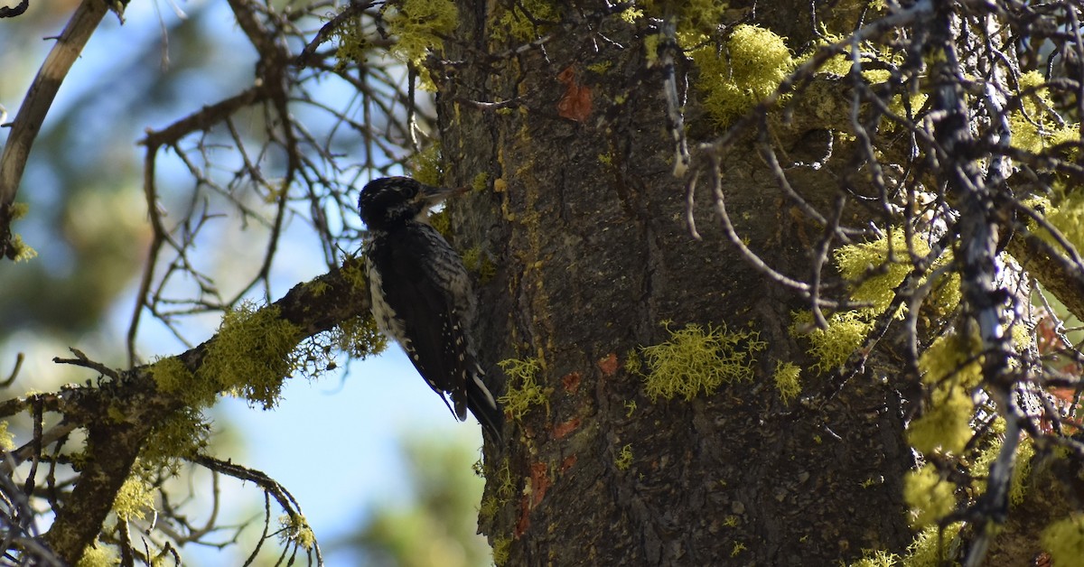 American Three-toed Woodpecker - Alexander Sowers