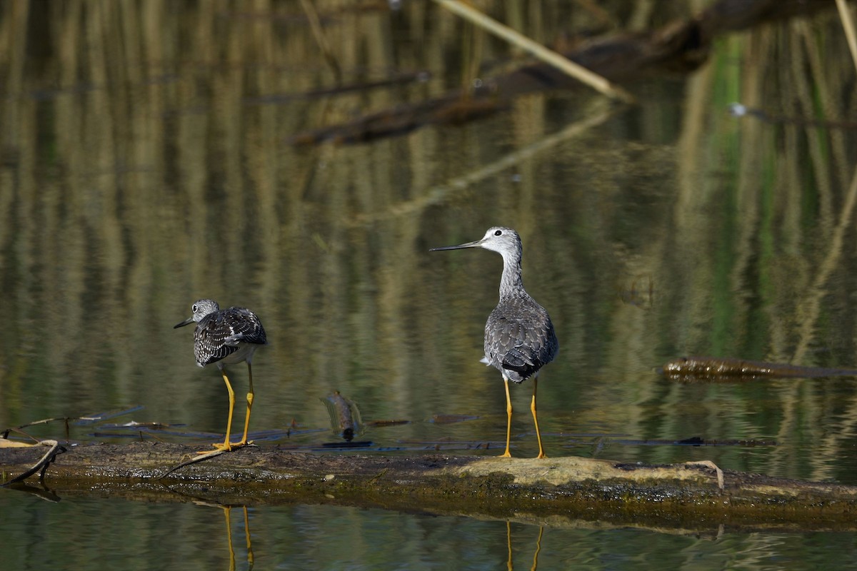 Lesser/Greater Yellowlegs - ML261081021