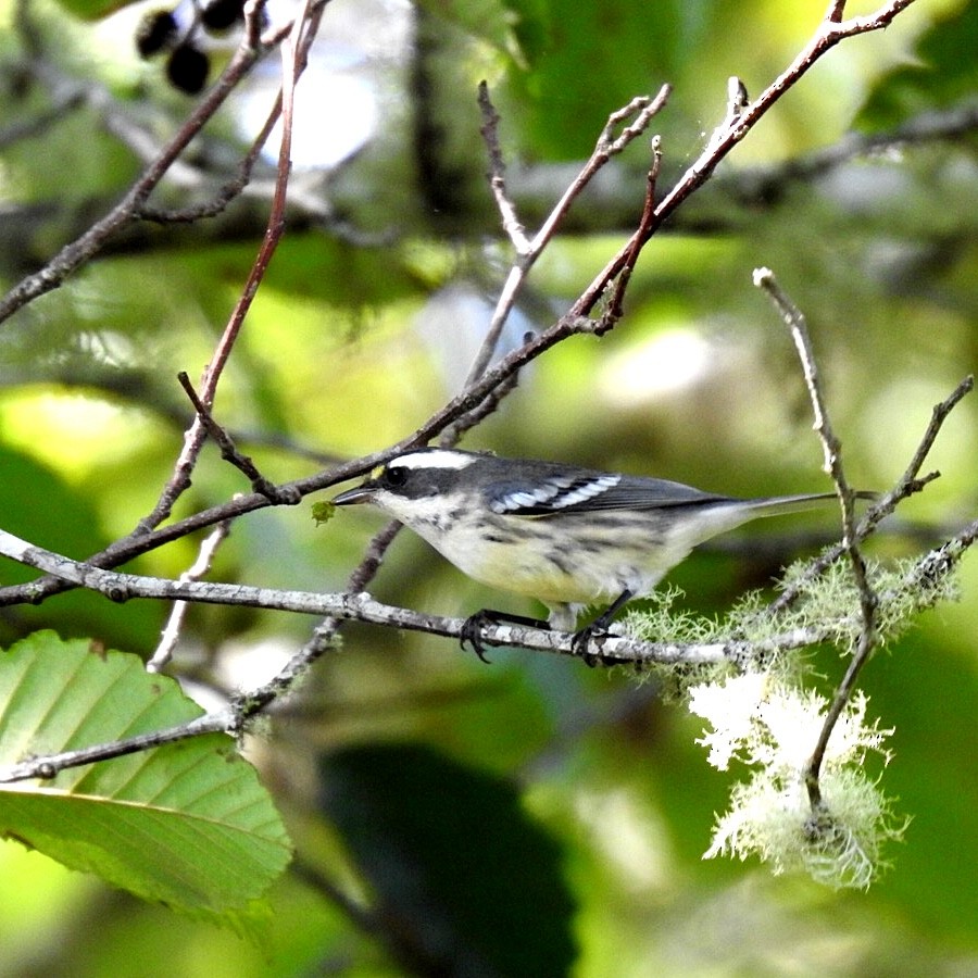 Black-throated Gray Warbler - ML261081351