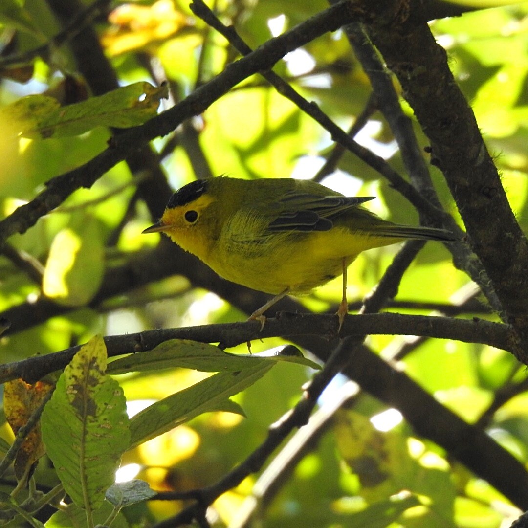 Wilson's Warbler - ML261081651