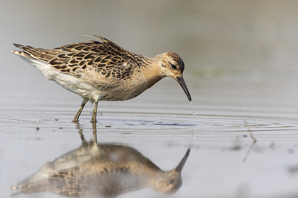 Ruff - Gerald Romanchuk