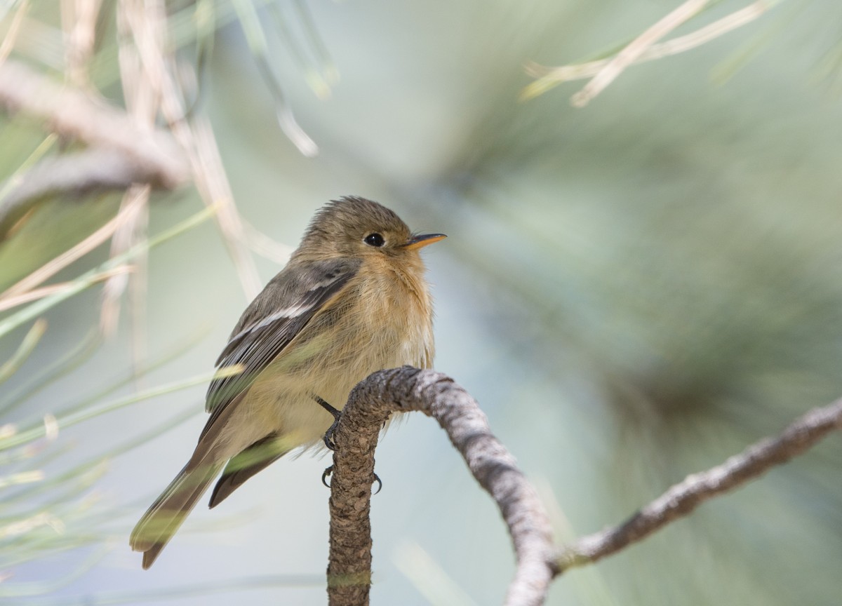 Buff-breasted Flycatcher - ML26108241