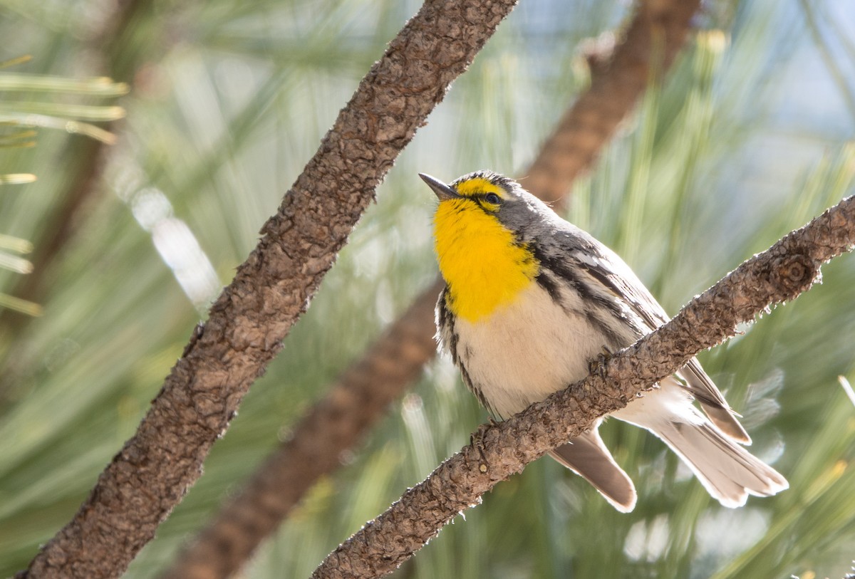 Grace's Warbler - ML26108251