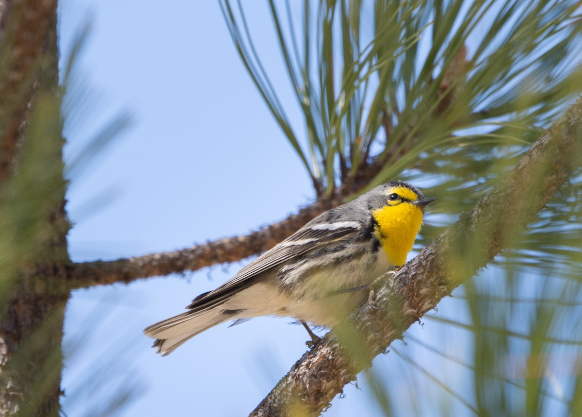 Grace's Warbler - ML26108271