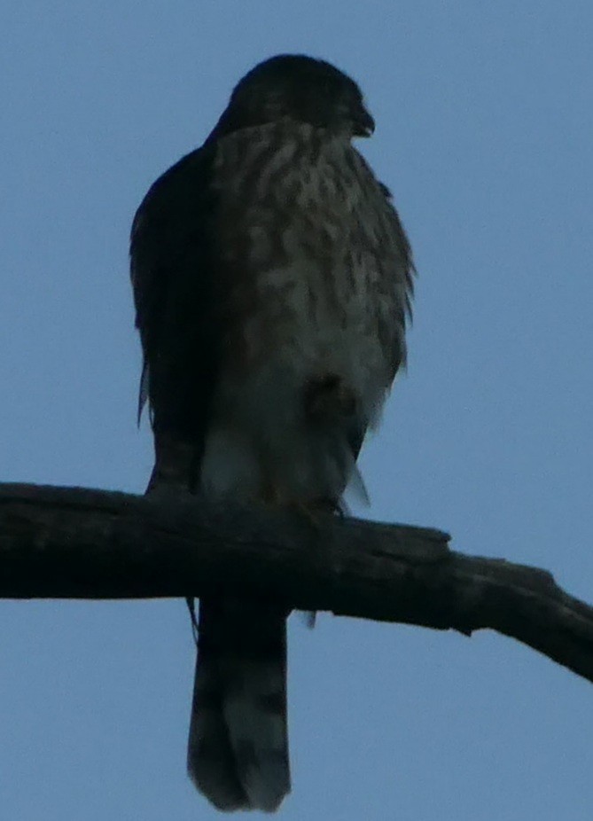 Sharp-shinned Hawk - ML261084821